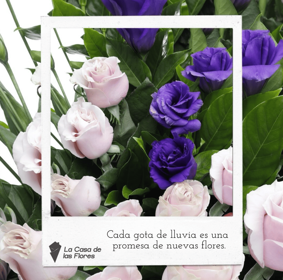 Encanto Violeta